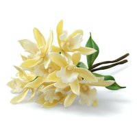 Fresh vanilla orchids with green leaves and brown pods on white background, isolated botanical illustration for culinary and aromatherapy designs.