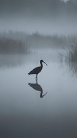 Solitary wading bird silhouette reflected in calm misty lake water during foggy morning creating peaceful atmospheric wetland scene for nature photography.