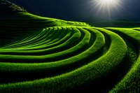 Vibrant green terraced rice fields curve along hillside under dramatic sunburst in dark moody sky, creating striking patterns and shadows in agricultural landscape.