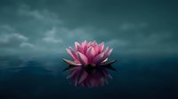 Pink lotus flower floating on calm dark water surface with dramatic cloudy sky background, symbolizing peace, meditation and spiritual awakening in nature.