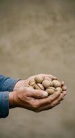 Farmer's hands holding fresh walnuts against neutral background. Male worker displaying harvested nuts for agriculture, farming, and food production concepts.