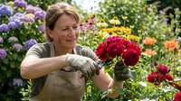 Middle-aged Caucasian woman gardener in apron cutting red dahlias with pruning shears in colorful flower garden during summer gardening season.