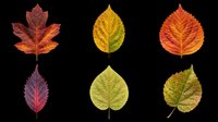 Six colorful autumn leaves in red, orange, yellow and green tones, isolated on transparent background, ready for seasonal clipart, stickers, t-shirt design and print on demand.