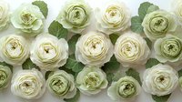 Delicate white ranunculus flowers with green leaves arranged in rows on light background, creating soft romantic composition for wedding and floral design.