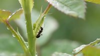 Black ant crawling on green plant stem with serrated leaves in natural garden environment for pest control and insect behavior studies.