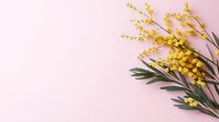 Bright yellow mimosa flowers with green leaves on soft pink background, symbolizing spring celebration and feminine elegance.
