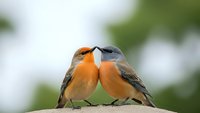 Two colorful songbirds touching beaks in romantic gesture on wooden perch with soft green bokeh background creating tender wildlife moment.