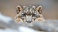 Snow leopard peeking over snowy ridge with intense gaze and spotted fur pattern visible. Close up portrait showing distinctive facial features and watchful expression.