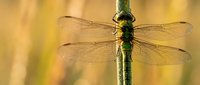 Green dragonfly perched on vertical stem with translucent wings spread wide against soft golden bokeh background in natural outdoor setting.
