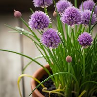 Purple chive flowers blooming in terracotta pot with green foliage, herb garden plant for culinary and ornamental landscaping purposes.