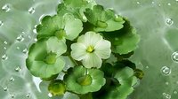Fresh water lily pads with delicate white flower floating on pond surface surrounded by morning dew drops creating natural tranquil garden scene.