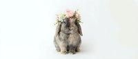Adorable gray lop-eared rabbit wearing delicate flower crown with pink and white blooms on clean white background for Easter and spring designs.