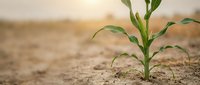 Young green seedling sprouting from dry, cracked earth with blurred arid landscape background, symbolizing growth, resilience, hope, and new beginnings in agriculture and environmental renewal.
