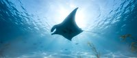 Majestic manta ray gliding gracefully through crystal clear tropical waters with sunlight streaming from above, creating ethereal underwater scene for marine life content.