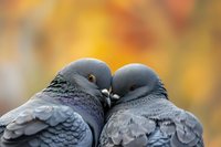 Two pigeons in tender moment against blurred autumn background, close-up view of gray birds touching beaks, showing affection and bonding behavior.