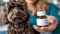 Veterinarian holding pet medication bottle with curly-haired brown poodle dog in clinic. Healthcare professional administering treatment for canine wellness.