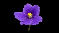 Vibrant purple flower with yellow center, isolated on transparent background. Ready for t-shirt designs, clipart, stickers, print-on-demand products, and sublimation projects.