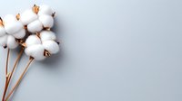 White fluffy cotton bolls on brown stems arranged on neutral gray background, suitable for textile, fabric, and natural fiber design projects.