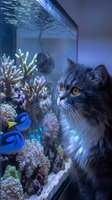 Black fluffy cat with amber eyes gazing at aquarium tank containing colorful coral reef, tropical fish and marine life. Pet watching aquatic environment.