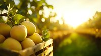 Fresh yellow apples in wooden crate during golden hour harvest time in orchard with warm sunlight and blurred background for organic farming concepts.