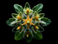 Exotic succulent plant with star-shaped orange flowers and fuzzy green leaves photographed from above against black background.