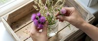 Hands arranging purple thistle flowers in glass vase on wooden tray, floral arrangement and home decoration project.
