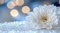 White chrysanthemum flower on sparkling glitter surface with soft bokeh lights in blue background creates romantic dreamy atmosphere for wedding designs.
