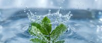 Fresh mint leaves splashing into clear water creating dynamic droplets and ripples for refreshing beverage and wellness concepts.