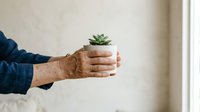 Senior adult with weathered hands holding small potted succulent plant in ceramic pot, wearing blue denim sleeve, indoor gardening hobby.