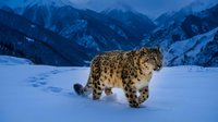 Snow leopard walking through deep snow in mountain wilderness during winter twilight with dramatic blue peaks in background.