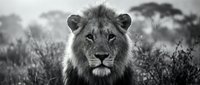 Majestic male lion portrait in black and white showcasing powerful gaze and detailed mane texture in natural African savanna habitat for wildlife photography.