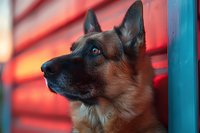 German Shepherd dog with bright blue eyes in profile against red background, dramatic lighting creates moody atmosphere for pet photography and animal portraits.