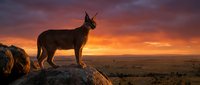 Wild coyote standing on rocky outcrop during dramatic sunset with orange and purple sky over desert landscape. Wildlife predator silhouetted against colorful horizon.