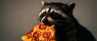 Adorable raccoon holding pepperoni pizza slice with both paws, funny animal eating human food concept for humorous designs and memes.