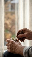 Elderly hands gently holding small succulent plant by window with raindrops, symbolizing care, growth and nurturing in golden autumn light.