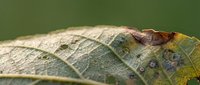 Macro close-up of autumn leaf with water droplets showing detailed texture and natural decay patterns on blurred green background.