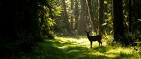 Deer standing in sunlit forest clearing surrounded by tall trees and lush green grass, wildlife in natural habitat.