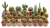 Collection of small potted cacti and succulents in terracotta pots arranged in rows, perfect for home decor, gardening projects, and botanical displays.