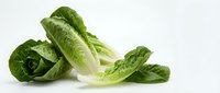 Fresh romaine lettuce leaves isolated on white background for healthy cooking and salad preparation.