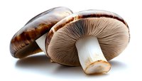 Fresh brown portobello mushrooms showing detailed gills and stems on white background, macro food photography for cooking, restaurant menus and organic produce.
