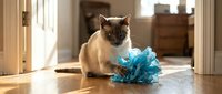Siamese cat with blue eyes playing with crinkled blue tissue paper on hardwood floor in sunny home interior.