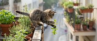 Tabby kitten playing on wooden railing surrounded by potted plants and flowers on urban balcony, curious young cat exploring outdoor garden space.