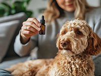 Young blonde woman administering CBD oil drops to golden doodle dog for pet wellness and natural health care treatment at home.