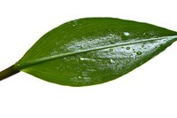 Fresh green leaf with water drops isolated on white background. Natural botanical element with morning dew, ready for design use.