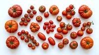 Fresh red tomatoes collection featuring various sizes and types from cherry to beefsteak varieties arranged on white background for culinary design projects.