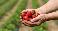 Farmer's hands holding fresh red strawberries in agricultural field during harvest season for farming, agriculture, and food production concepts.