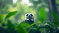 Mysterious owl peering through lush green foliage in forest setting, head visible above leaves with piercing gaze and distinctive facial disc pattern. Nature wildlife scene.