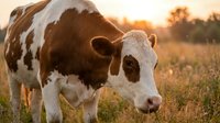 Brown and white cow grazing in a sunny meadow at golden hour, with soft bokeh background of trees and wildflowers on a farm.