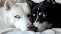 Two adorable husky puppies with striking blue eyes lying together on soft bedding, one white and one black with white markings, perfect for pet care campaigns.