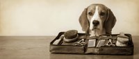 Beagle dog with brown and white coat sitting behind vintage suitcase filled with travel gear and accessories on wooden surface.